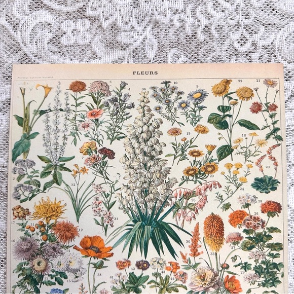 Vintage Scientific French "Fleurs" (Flowers) Floral Chart Print 8x10 4/5 - Picture 4 of 8